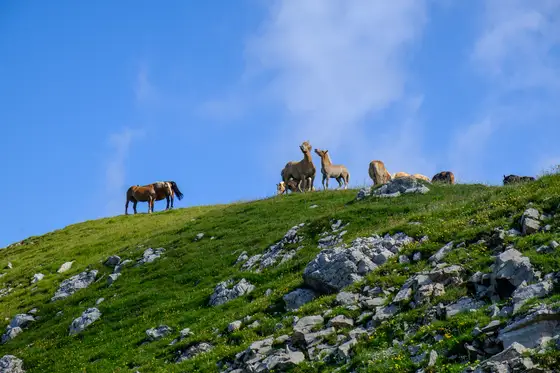 Non so se questi cavalli siano selvaggi e lo dubito, ma davano un gran senso di libertà