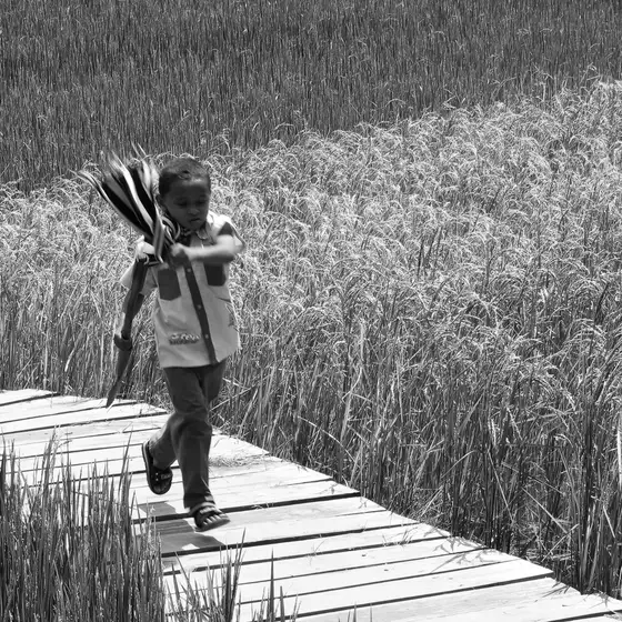 Un ragazzino corre per la prima volta sopra il nuovo camminamento che permette di attraversare la risaia